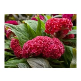 200 Semillas D Mano D León Terciopelo Cresta D Gallo Celosia