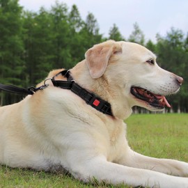 Joytale Martingale Collar for Dogs, Reflective Heavy Duty for Safety, Quick Release Buckle, Adjustable Nylon Collars for Medium Dogs Walking Training, Black, M