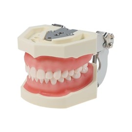Typodont - Modelo de dientes Kilgore NISSIN 200 tipo desmontable, desmontable, 28 piezas de dientes atornillados con destornillador, adecuado para estudiantes dentales M8011-D (M8011D-1)