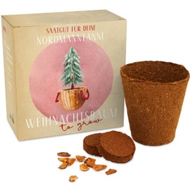 Christmas Tree Growing Set as Advent Calendar Filling - Mini Gift as an Idea for the Advent Calendar for Women and Men - Nordmann Fir for Planting Yourself