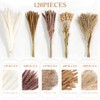 HONGHCL Pampas Decorativas Secas 120pcs - Plantas Naturales Suaves y