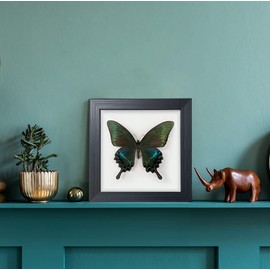 ITrixgan Taxidermy Framed Real Butterfly Taxidermy, Butterfly Specimen For Science Class Insect Lover, Gothic Home Decor Wall Decor, Taxidermia Goth Room Shelf Decor, Gothic Wall Art