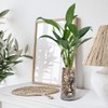 Pulovin 10 lbs Pebbles for Indoor Plants, Succulent, Bamboo, Vase,
