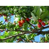 Organic Morning Star, 12 oz. Fresh Ground Coffee, Medium Roast,