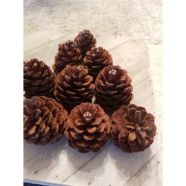 Unbranded 10 PINE CONES FOR CRAFTS 3" 5" NATURAL REAL HOLIDAY DECORATIONS SCHOOL PROJECTS