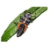 Insect Lore Tube of Ladybug Larvae | 10-15 Live Pink