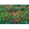 SeedsUP - 40+ Seeds Hot Ornamental Chili Pepper Mix -