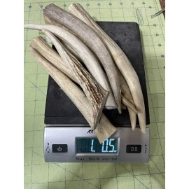 1 Lb Antler Tines Deer Horn Crafts Art Decor Pulls Jewelry Hunting Lights Handle