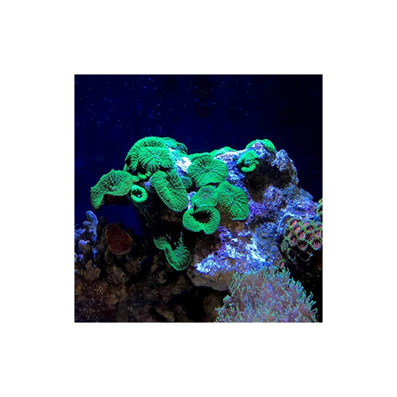 Seachem Reef Strontium 250ml