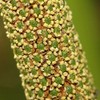 Palm Beach Medicinal Herbs - Sweet Flag (Acorus Calamus americanus)