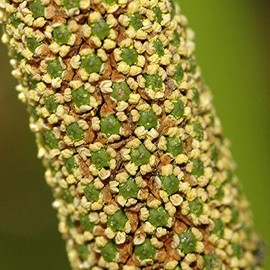 Palm Beach Medicinal Herbs - Sweet Flag (Acorus Calamus americanus) - Packet of 50 Seeds