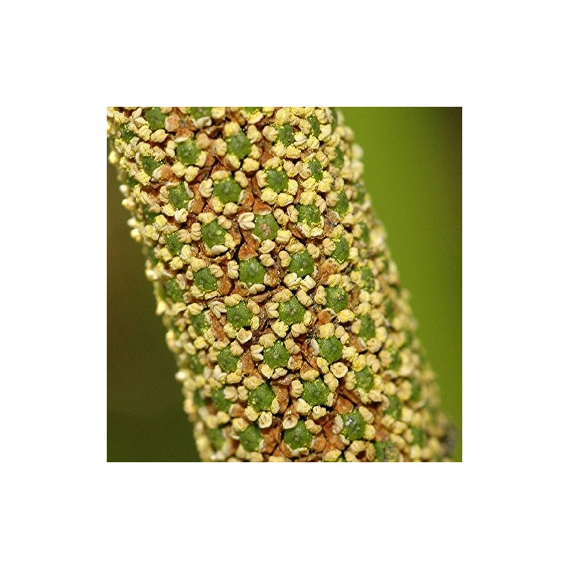 Palm Beach Medicinal Herbs - Sweet Flag (Acorus Calamus americanus)
