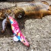 KEYSTONE Lure, Egi Sharp, Red Samurai Color, Marble Pink Glow