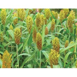 CZ Grain Wild Game Sorghum Seeds for Planting Premium Food Plot Milo Seeds - 22 Pounds