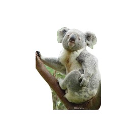 Cardboard People Koala Bear Life Size Cardboard Cutout Standup