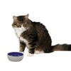 SPOT Ceramic Dish - Whisker-Friendly, Low-Edge Saucer for Cats, Birds,