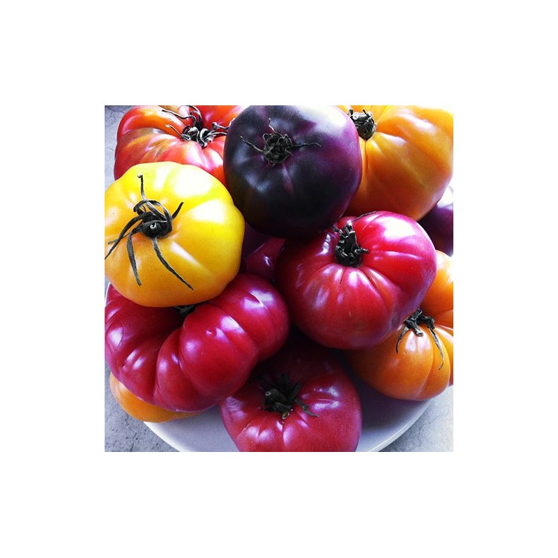 This is A Mix 30 Rainbow Deluxe Tomato Seeds Mix
