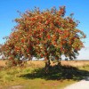 CZ Grain 10 Mountain Ash Seeds for Planting Sorbus Aucuparia