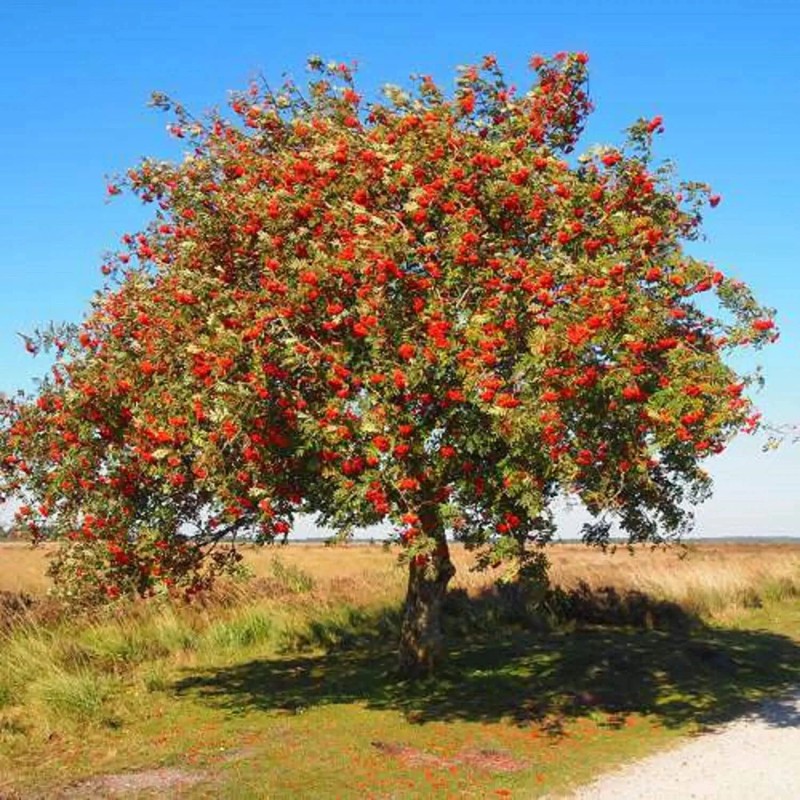 CZ Grain 10 Mountain Ash Seeds for Planting Sorbus Aucuparia