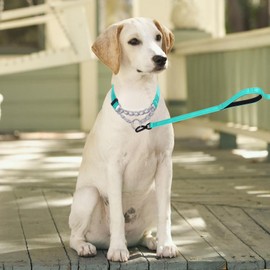 Serijoars Martingale Dog Collar, Trainer Approved Limited Slip Collar with Stainless Steel Chain, Modified Cinch Collar for Gentle & Effective Pet Training (Teal, L)