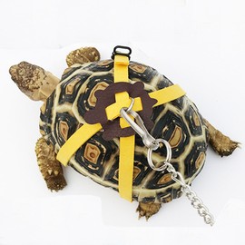 Turtle Traction Rope Pet Leash Small Animal Drawstring Outgoing Walking Leash (M)