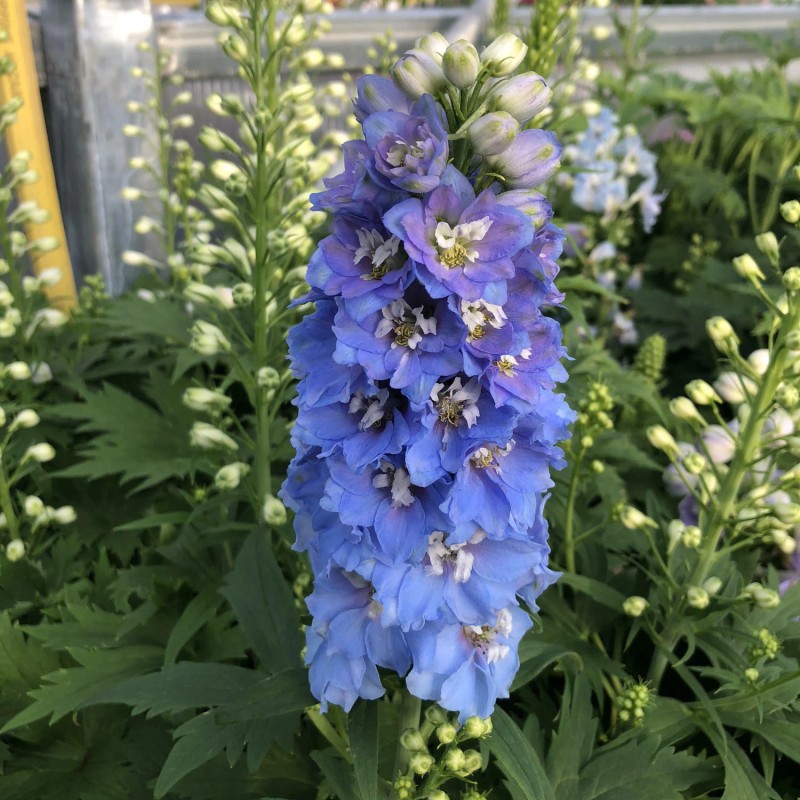 TomorrowSeeds Light Blue Rocket Larkspur Seeds | Delphinium Consolida Ajacis