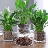 Malifea 4LBS Leca Expanded Clay Pebbles Hydroponics Supplies for Indoor