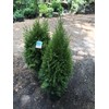 Emerald Green Arborvitae (Thuja occidentalis 'Emerald Green')