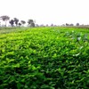 Outsidepride 10 lb. Annual Berseem Clover Seed for Food Plots,