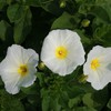Outsidepride Morning Glory Ensign White - 2000 Seeds