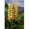 Kahili Yellow Ginger Root 1pack #LL13