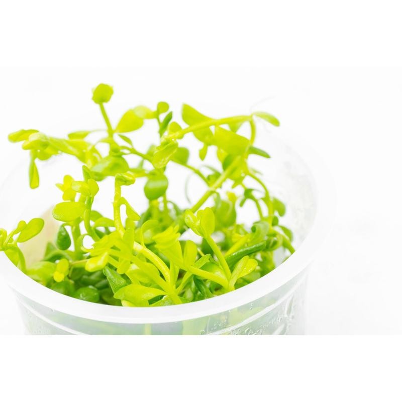 Bacopa Monnieri - Size: Bunch