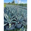 Super Blue Agave Americana, Century Plant - Size: 6in Pot,