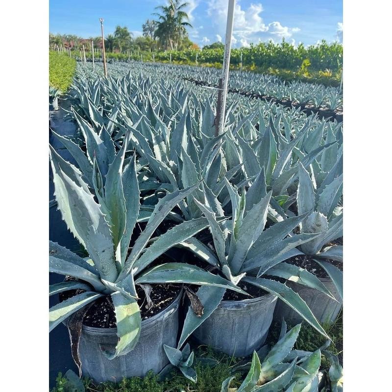 Super Blue Agave Americana, Century Plant - Size: 6in Pot,