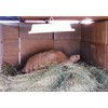 Infrared Heater for Chicks & Pets, Overhead 11x16, 50 Watt