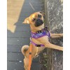Bunty Harris Medium Dog Harness - Easily Adjustable Dog Harness,