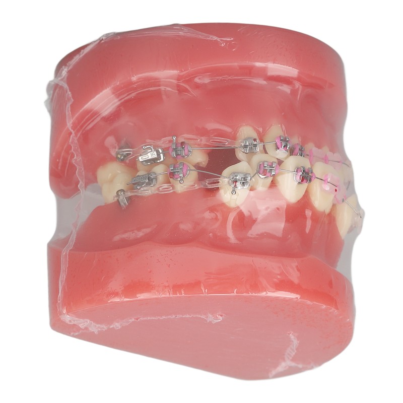Demonstration Orthodontics Dental Model Disassembled Resin Teeth Model for Teaching