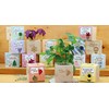 Feel Green Celebrations Ecocube, Orchid Tree, Wooden Cube with Laser