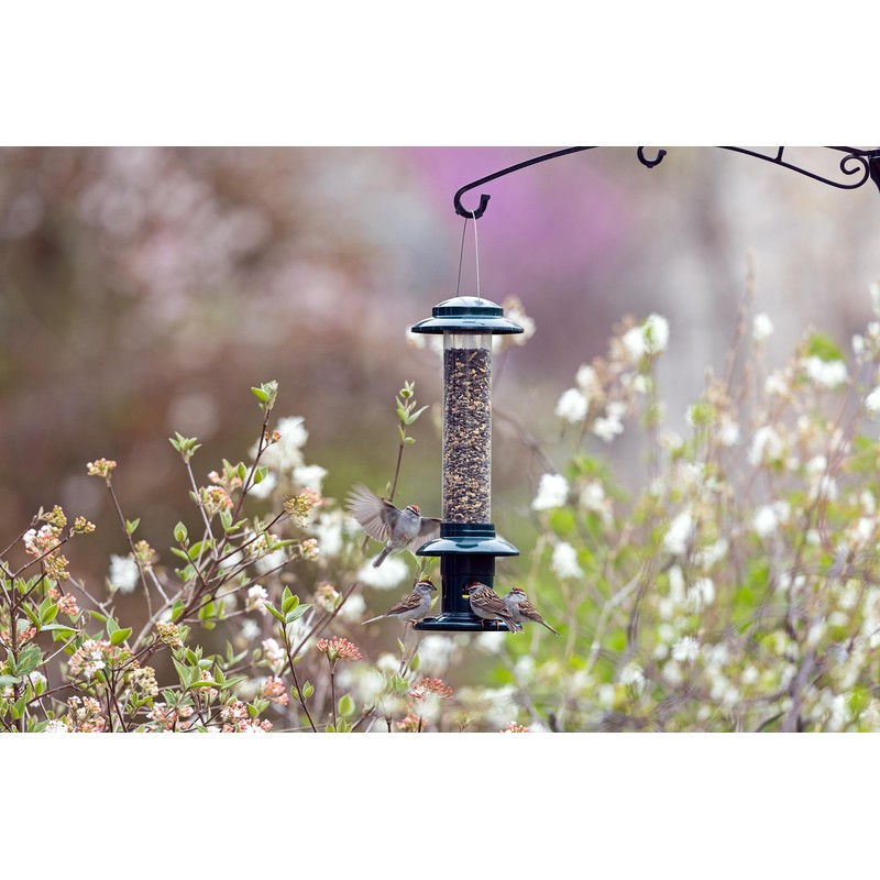 Squirrel Buster Evolution Truly Squirrel-Proof Bird Feeder, Double Cardinal Ring,