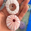 6 x Conch Plant Holders, Sea Urchins for Hanging Air