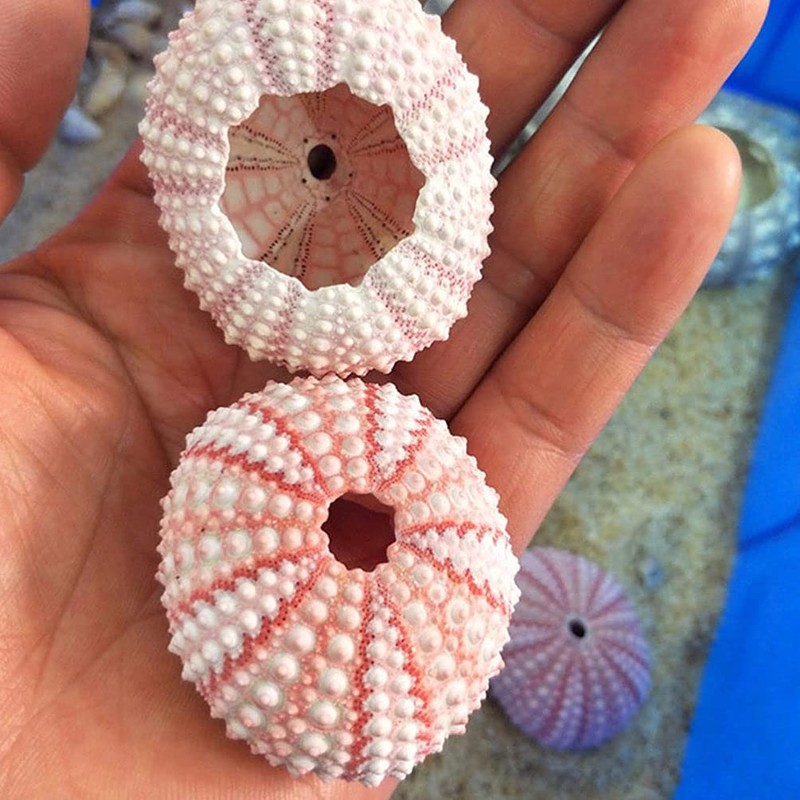 6 x Conch Plant Holders, Sea Urchins for Hanging Air