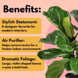United Nursery Fiddle Leaf Fig – Ficus Lyrata in 6” White Décor Pot – 12–16 Inches Tall – Easy-Care Tropical Indoor Plant – Air-Purifying, Compact Houseplant for Home, Office, or Apartment