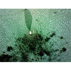 EISCO 10PK Fern Prothallium - Prepared Microscope Slides - Classroom Pack, 10 Slides in Storage Case - Biology & Microscopy