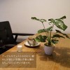 Kobe Flower Story MH-1003 Faux Green Mini Monstera Pot, Height