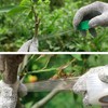 Professional Grafting Tool Kit - 3-in-1 Pruner with SK5 Blades,