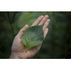Shiso Leaf Tea - " Mauifarmacy Grown Perilla "- USA