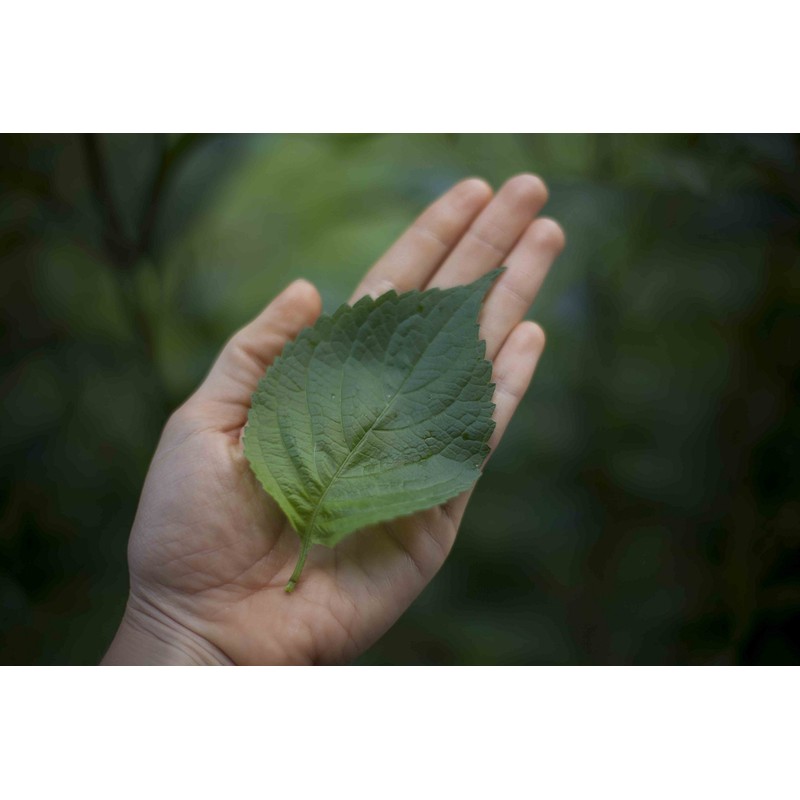Shiso Leaf Tea - " Mauifarmacy Grown Perilla "- USA