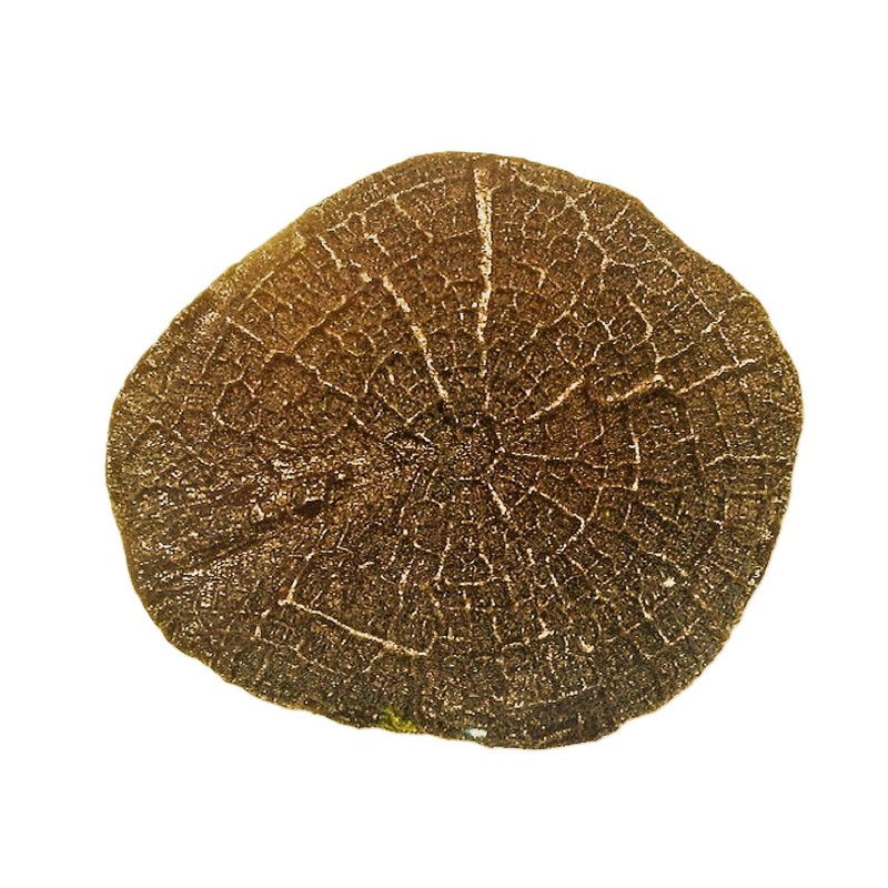 Concrete Texture Stamps And Masonry Forms Tool - Tree Stump