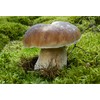 CEMEHA SEEDS Porcini Mushroom (King Boletus) Mycelium Spores Spawn Dried