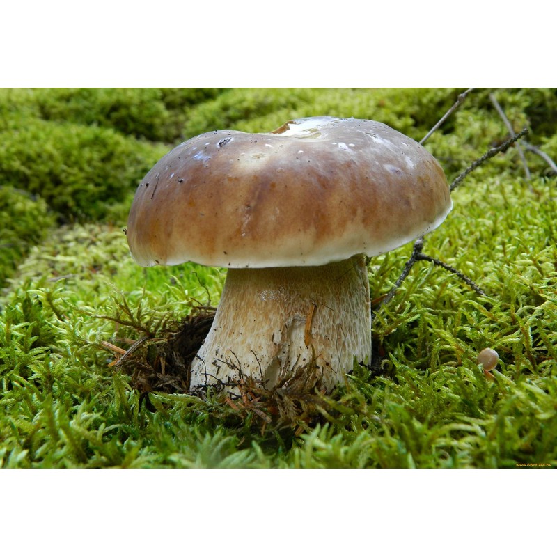 CEMEHA SEEDS Porcini Mushroom (King Boletus) Mycelium Spores Spawn Dried